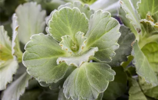 Plectranthus ornatus Plectranthus ornatus
