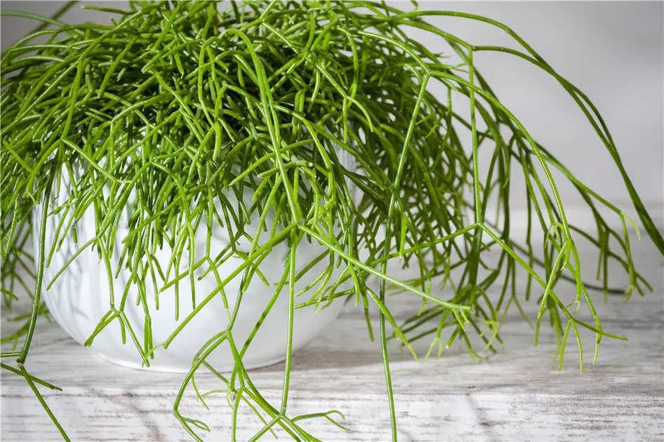 Rhipsalis baccifera