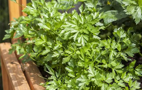 Petroselinum crispum (glatt) Petroselinum crispum (glatt)