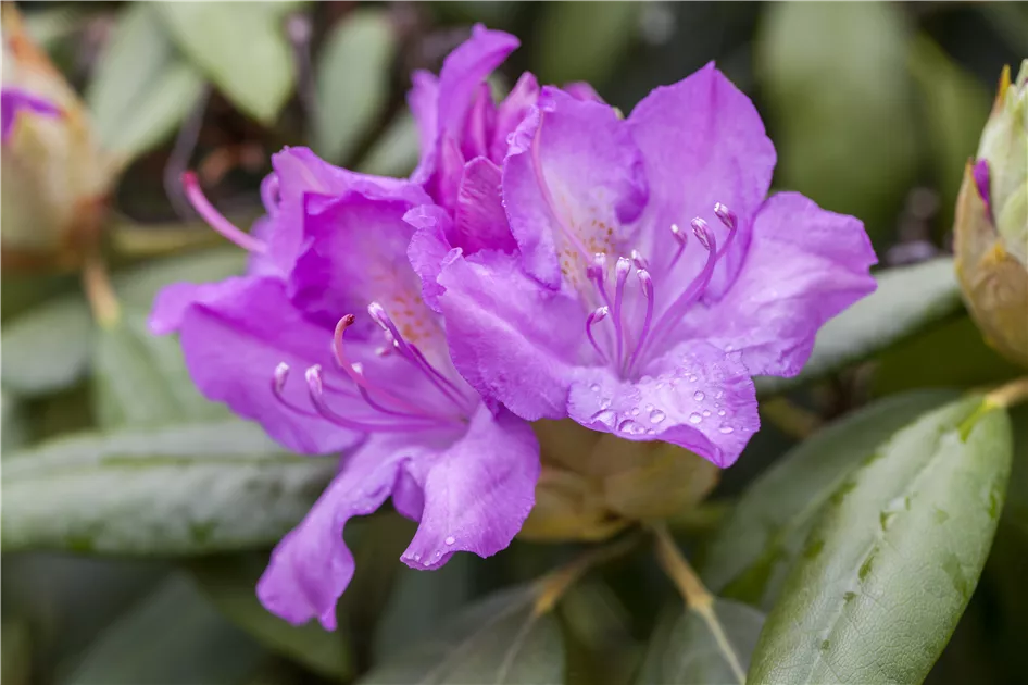 Rhododendron catawbiense