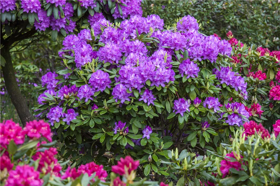 Rhododendron catawbiense