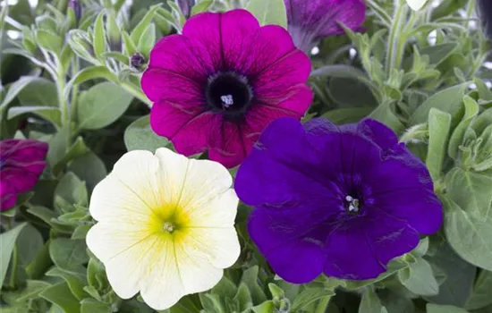 Petunia Petunia