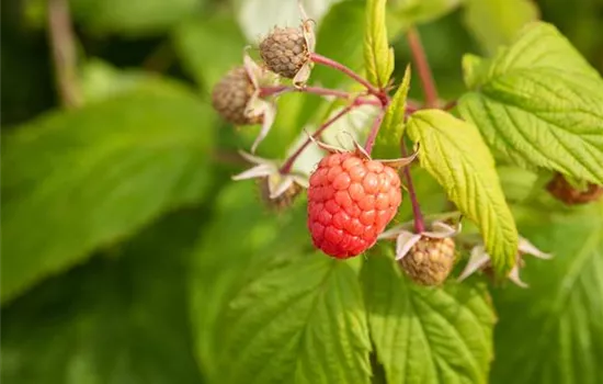 Rubus idaeus 'Autumn Bliss'(s) Rubus idaeus 'Autumn Bliss'(s)