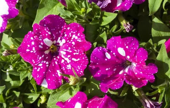 Petunia 'BabyDoll'® Petunia 'BabyDoll'®