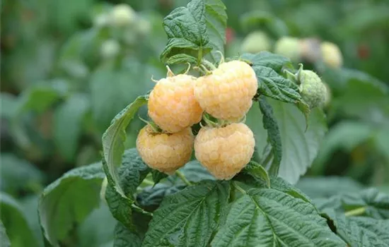 Rubus idaeus, gelb Rubus idaeus, gelb