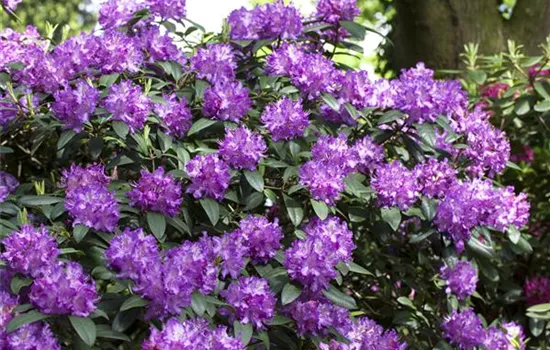 Rhododendron Hybride (großblumig) Rhododendron Hybride (großblumig)