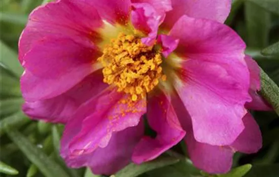 Portulaca grandiflora Portulaca grandiflora