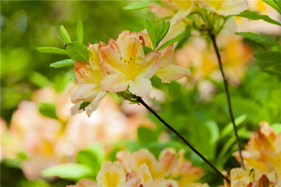 Rhododendron luteum