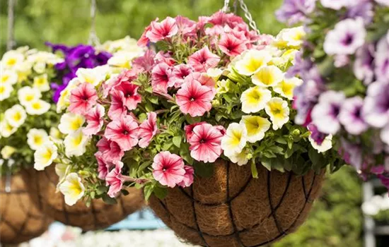 Petunia 'Potunia'® Petunia 'Potunia'®