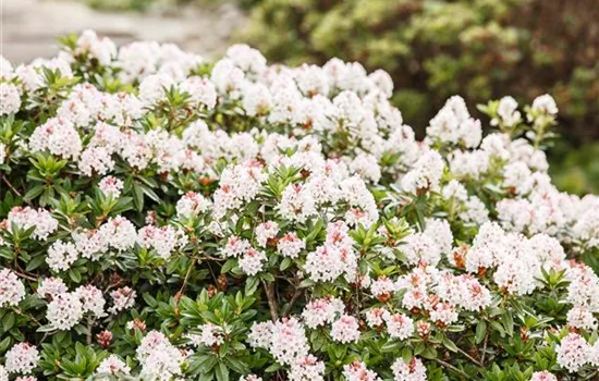 Rhododendron micranthum 'Bloombux'® Rhododendron micranthum 'Bloombux'®