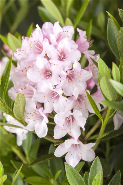 Rhododendron micranthum 'Bloombux'
