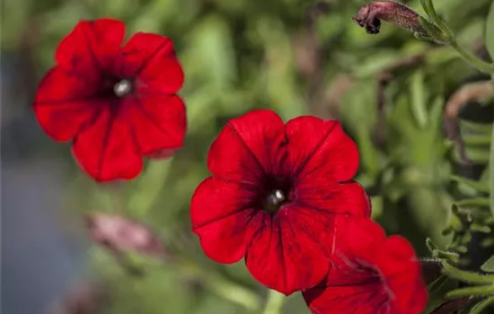 Petunia 'SURFINIA'™ Petunia 'SURFINIA'™
