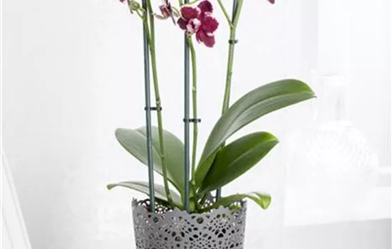 Phalaenopsis Phalaenopsis
