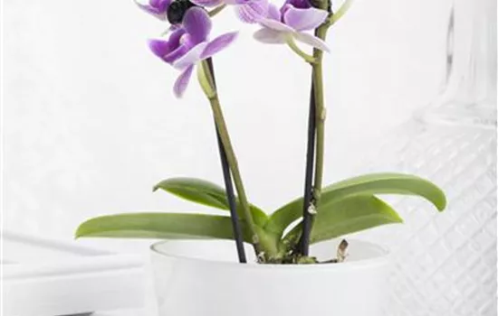 Phalaenopsis Mini Phalaenopsis Mini