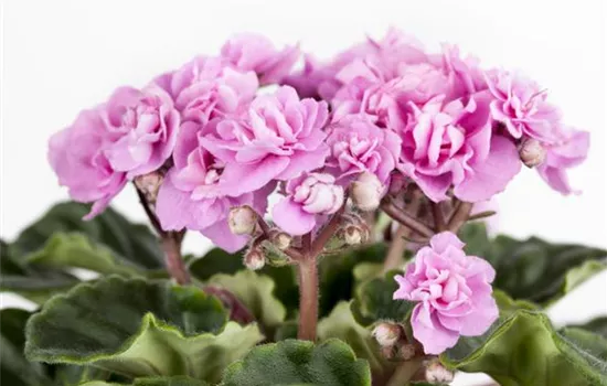 Saintpaulia ionantha, gefüllt Saintpaulia ionantha, gefüllt