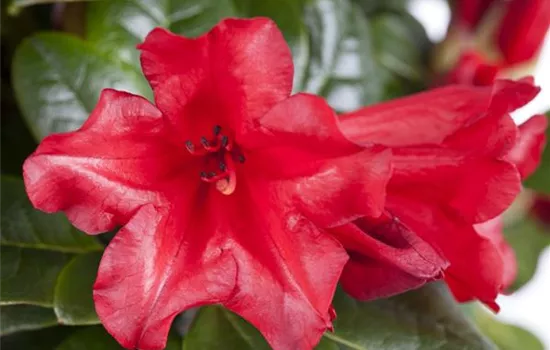 Rhododendron repens 'Scarlet Wonder' Rhododendron repens 'Scarlet Wonder'