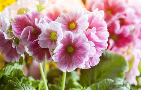 Primula elatior Primula elatior