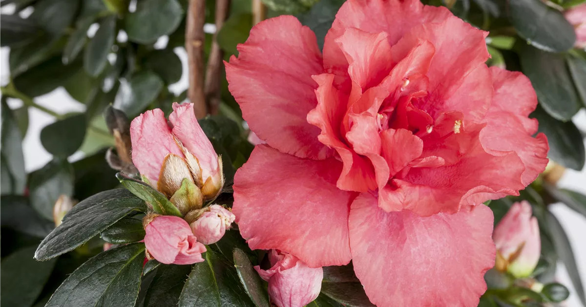 Rhododendron simsii