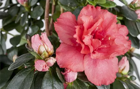 Rhododendron simsii Rhododendron simsii