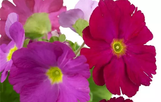 Primula obconica 'Touch Me'® Primula obconica 'Touch Me'®