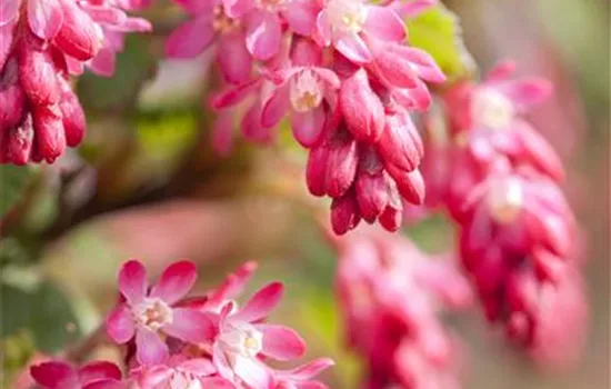 Ribes sanguineum Ribes sanguineum