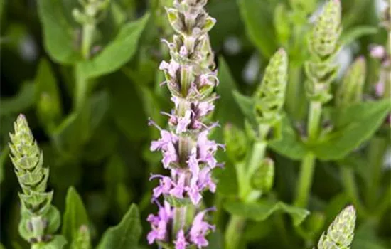 Salvia nemorosa, rosa Salvia nemorosa, rosa