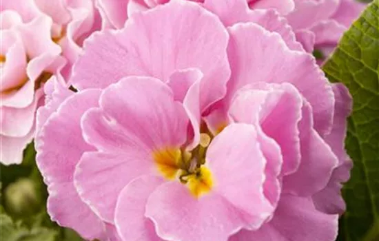 Primula vulgaris, gefüllt Primula vulgaris, gefüllt