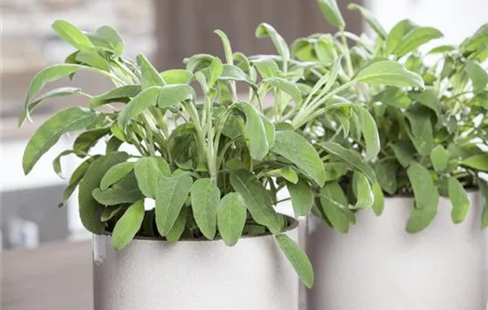 Salvia officinalis Salvia officinalis