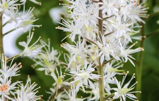 Tiarella cordifolia