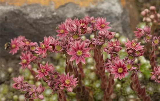 Sempervivum arachnoideum Sempervivum arachnoideum