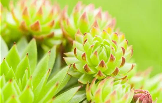 Sempervivum tectorum Sempervivum tectorum