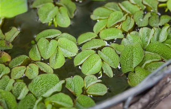 Salvinia natans Salvinia natans