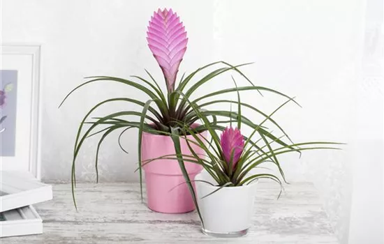 Tillandsia Tillandsia
