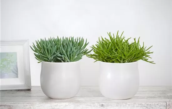 Senecio barbertonicus