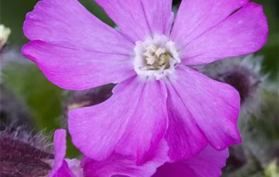 Silene dioica Silene dioica