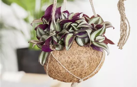 Tradescantia zebrina Tradescantia zebrina