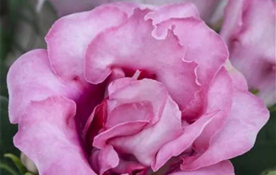 Sinningia speciosa Sinningia speciosa