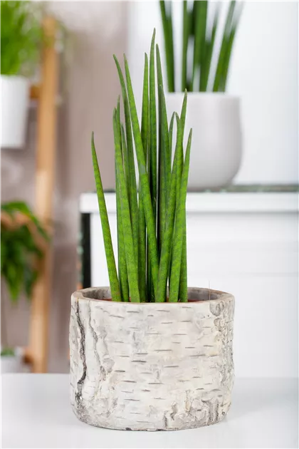 hornbach sichtschutz bambus Edelrost Garten Sichtschutz ' Bambus ' main image 0