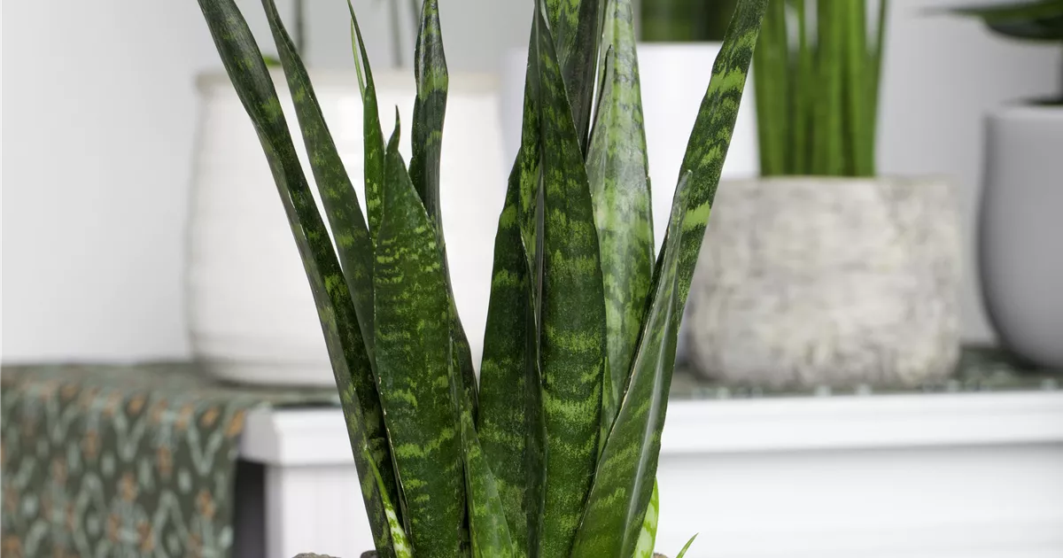 Sansevieria trifasciata
