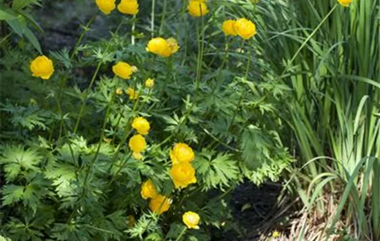 Trollius europaeus Trollius europaeus