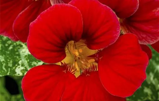 Tropaeolum majus Tropaeolum majus