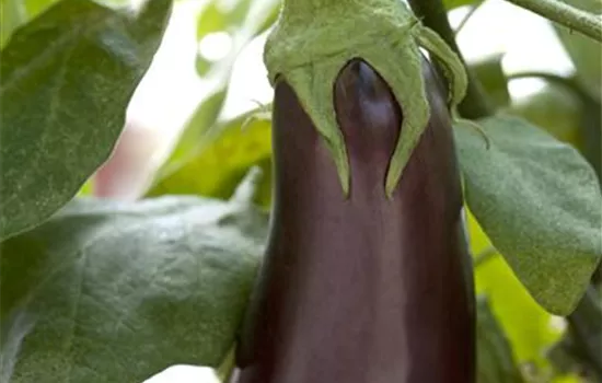 Solanum melongena Solanum melongena