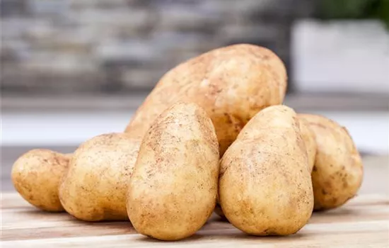 Solanum tuberosum Solanum tuberosum