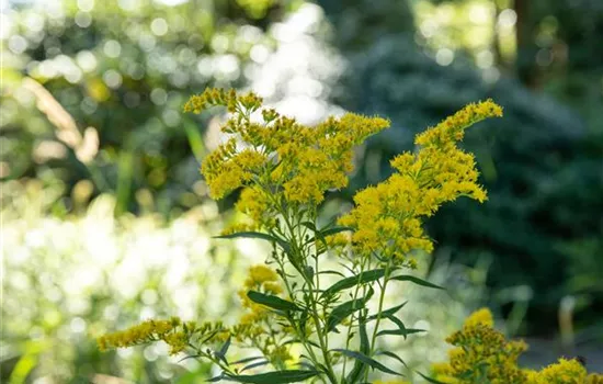 Solidago canadensis Solidago canadensis