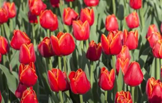 Tulipa Triumph Tulipa Triumph