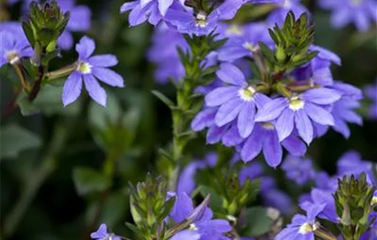Scaevola aemula Scaevola aemula