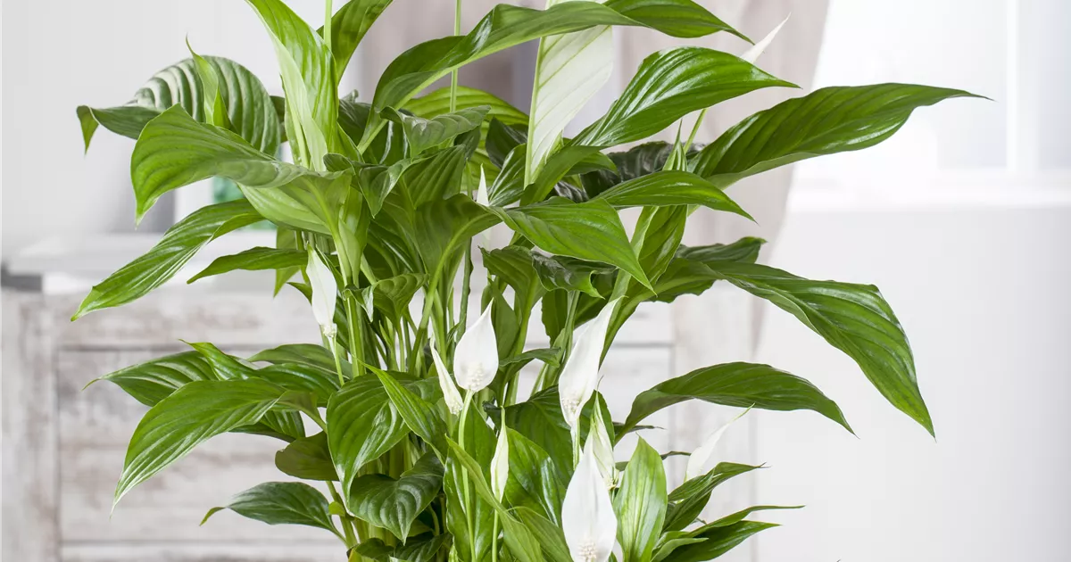Spathiphyllum floribundum