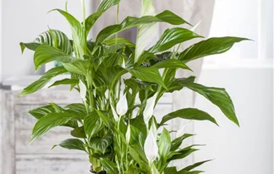 Spathiphyllum floribundum