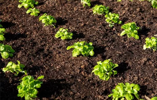 Valerianella locusta