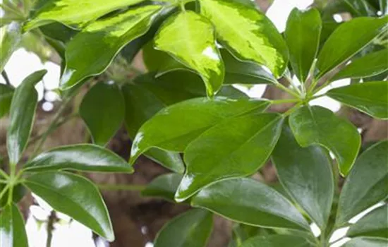 Schefflera arboricola 'Gold Capella' Schefflera arboricola 'Gold Capella'